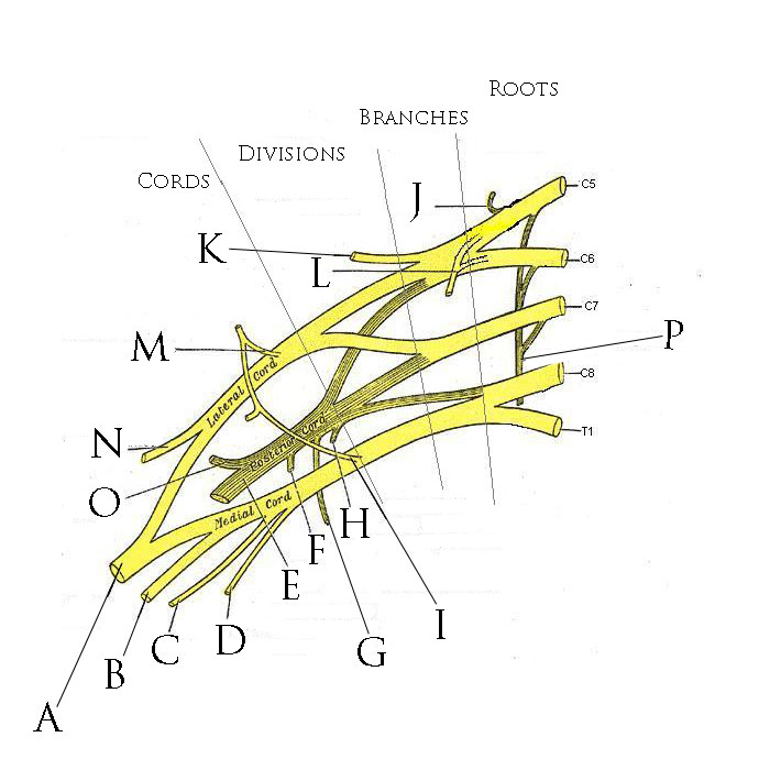 Esquema do plexo braquial sem os nomes das estruturas, marcado apenas com letras de A a P. À direita estão rotuladas as raízes C5, C6, C7, C8 e T1, e no alto as faixas Roots, Divisions, Cords e Branches. Os três fascículos trazem escrito sobre eles Lateral Cord, Posterior Cord e Medial Cord. Todos os demais nervos aparecem sem nome, indicados por letras: à esquerda o grupo dos ramos terminais, entre eles um ramo espesso formado pela convergência em V de duas contribuições, uma vinda do fascículo lateral e outra do medial.